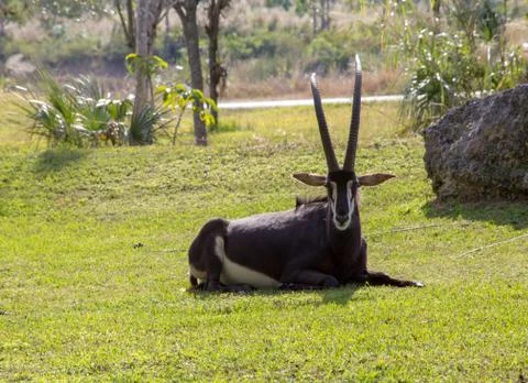 A Sable Antelope at the zoo Stock Photos