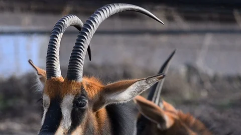 Sable antelopes Stock Footage 89745357