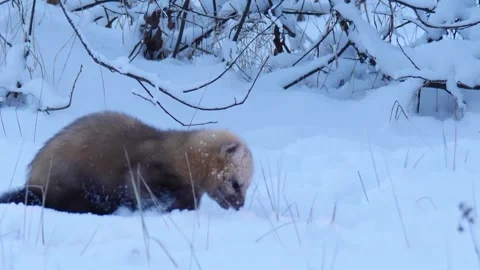 Sable digs the snow and eats Stock Footage 301996031