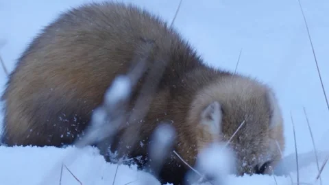Sable digs the snow and eats (Martes zibellina) Video stock 301996188