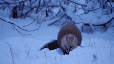 Sable eats the fish (Martes zibellina) Stock Footage 301996071