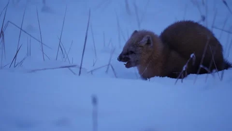 Sable eats the fish in the snow  (Martes zibellina) Stock Footage 301996340