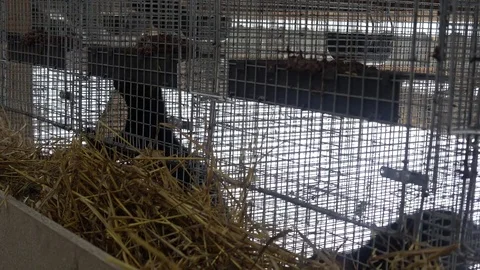 Sable farm in Russia Stock Footage 83499101