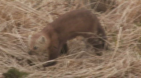 SABLE Stockbeeldmateriaal 694962