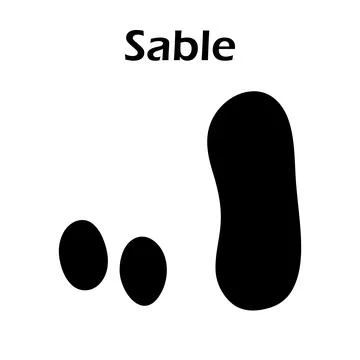 Sable Footprint Stock Illustration