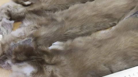 Sable fur lies on table in sewing workshop. Stock Footage 260185201
