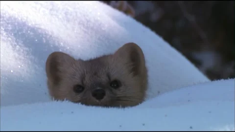 The sable (Lat. Martes zibellina) is a mammal of the marten family. Stock Footage