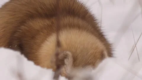 Sable looking for food close-up Stock Footage 301995134