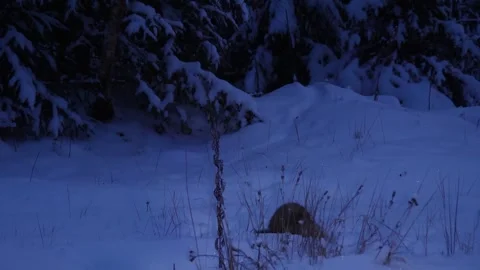 Sable looking for food in the twilight Stock Footage 301995584
