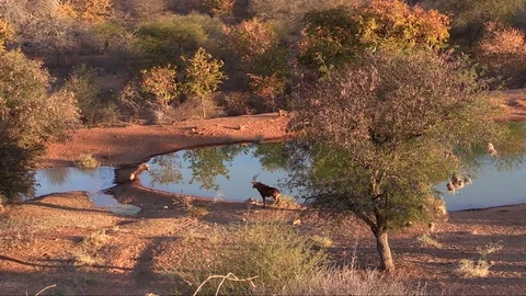 Sable next to water Stock Footage 71290409