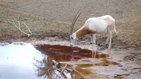 Sable oryxes drinks water in slow motion 60fps Stock Footage 153403245