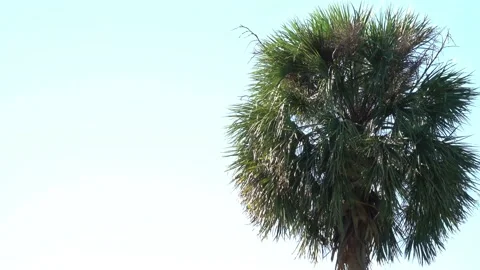 Sable Palm Tree In Florida Blowing Against Perfect Clear Sky Peaceful 스톡 동영상 219476437