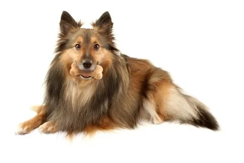 Sable sheltie with dogbone Stock Photos