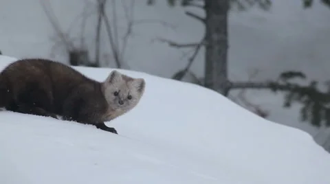 Sable in Siberia Stock Footage 50532496