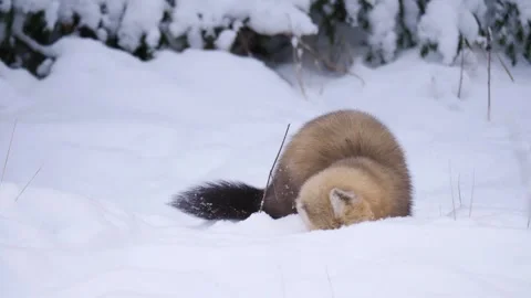 Sable smells the snow Stock Footage 301995174