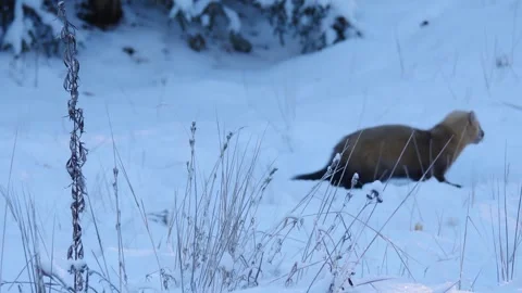 Sable took the fish then ran away  (Martes zibellina) Stock Footage 301996277