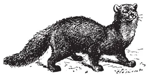 Sable, vintage engraving. Stock Illustration