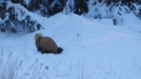 Sable walks on the snow and eats  something (Martes zibellina) Video stock 301994680