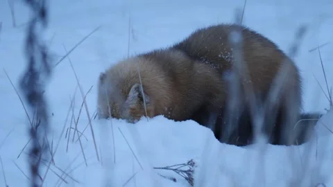 Sable walks on the snow and looking for food(Martes zibellina) Stock Footage 301994750