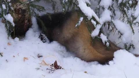 Sable walks throught the snow  (Martes zibellina) Stock Footage 301995341