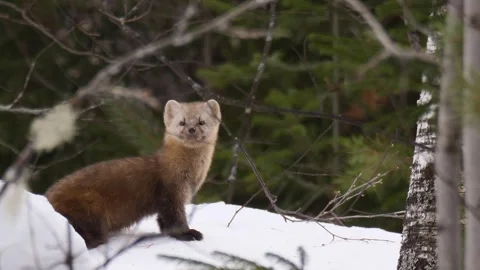 Sable  watches in the camera then goes away. Siberia. Martes zibellina. Stock Footage 269206473