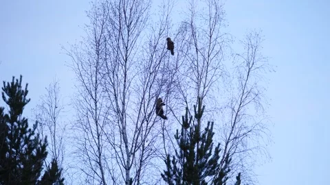 Sables stuck on the tree and scream. Martes zibellina Stock Footage 269206509
