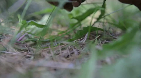 Saboteur makes a tripwire with a grenade. World war II. The reconstruction Stock Footage 63752883