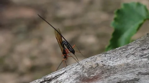 Sabre Wasp Egg Laying ab Video stock 55071512