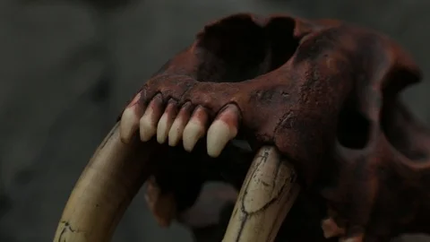 Sabretooth tiger close up teeth on skeleton Stock Footage 96722953