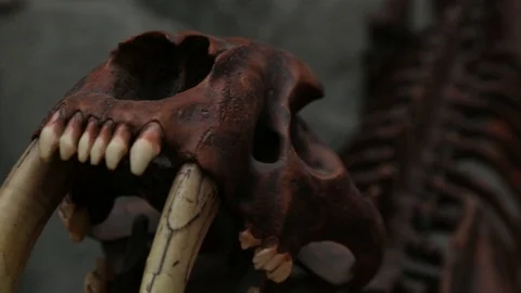 Sabretooth tiger skeleton close up Stock Footage 96722981