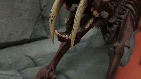 Sabretooth tiger tilt up bones skeleton Stock Footage 96722991