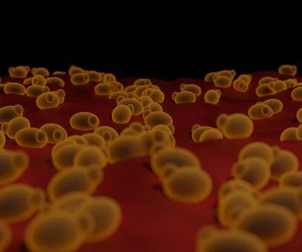 Saccaromyces cerevisiae in the substrate Stock Illustration
