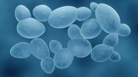 Saccharomyces yeast Stock Footage 207742248