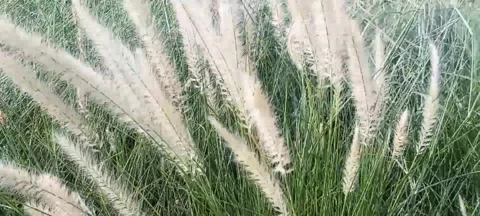 Saccharum spontanem Stock Footage 286875188