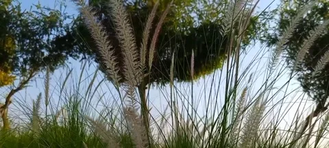 Saccharum spontaneum. Stock Footage 289350974