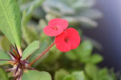 Saccular Flower Fotos Stock