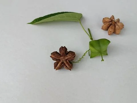 Sacha Inchi Leaf, Young Fruit and Seed Pods on White Background Stock Photos