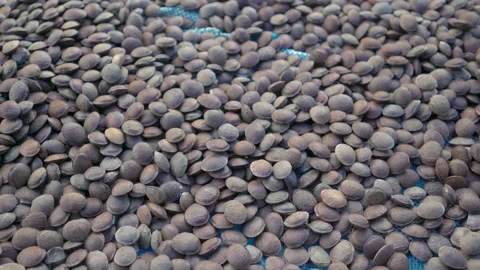 Sacha Inchi Seeds 2 Stock Footage 218997634
