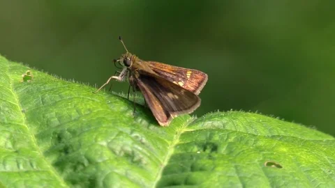Sachem skipper moth little brown on green leaf closeup Stock Footage 79347679