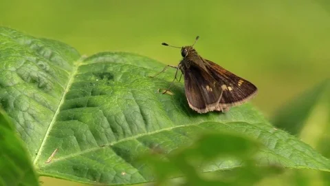 Sachem skipper moth little brown on green leaf view quartering away Stock Footage 79347773