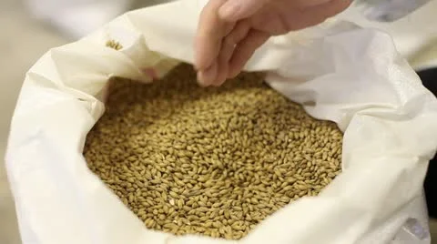 A sack of barley is inspected 스톡 동영상 21012399