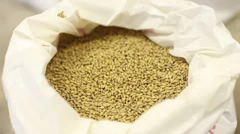 A sack of barley is inspected 스톡 동영상 21012649