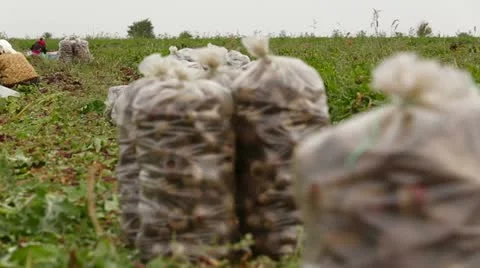 Sack Of Beet Stock Footage 22277899