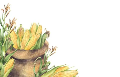 Sack with corn cobs. Canvas bag with harvested maize cobs, plant. Watercolor Stock Illustration