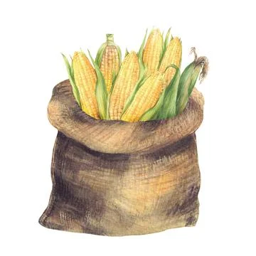 Sack with corn cobs. Canvas or Jute bag with harvested maize cobs Watercolor Stock Illustration