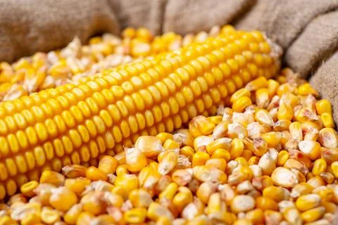 Sack of corn grain Stock Photos