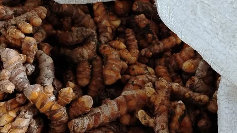 A sack filled with fresh turmeric roots harvested from the farm, symbolizing tra Stock Footage 340526153