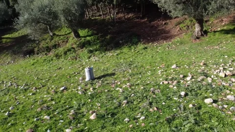 Sack full of olives beneath shaded trees in dense Mediterranean grove Stock Footage 344094039