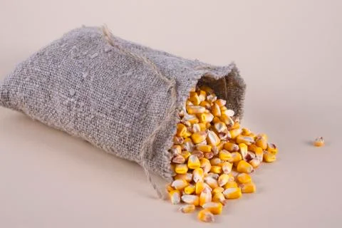 Sack with grains of corn on a beige background. Stock Photos