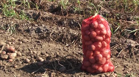 A sack of potatoes in the field Stock Footage 56496738
